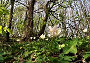 33 Anemone nemorosa (Anemonoides nemorosa) nel sottobosco del castagneto